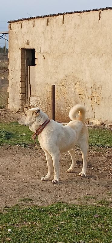 Alabay, 3 il, Erkek, Peyvəndli, Ödənişli çatdırılma lalafo.az -da Alabay, 3 il, Erkek, Peyvəndli, Ödənişli çatdırılma