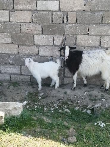 Məhsul: Qoyun-keçi təsərrüfatı üçün ana keçi və balası (oğlaq)