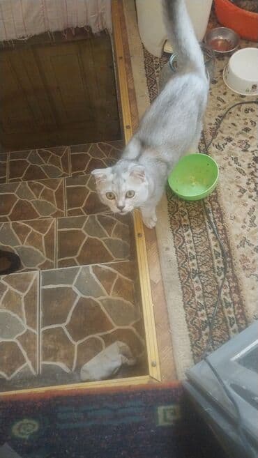 вислоухие коты серые: Шотладская вислоухая — 3