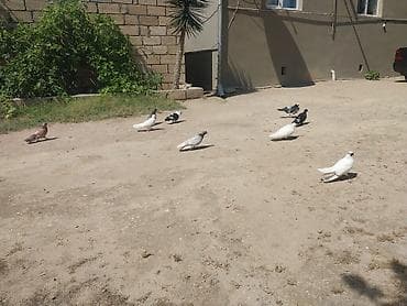qus: Quşlar Novxanidadi ve Tam sağlamdilar.Tutulmalardi uçuşlarinida — 5