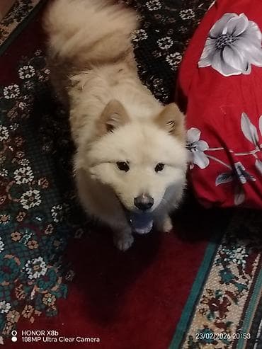 Quşlar: Çau-Çau, 1 il, Dişi, Peyvəndli, Pulsuz çatdırılma — 6