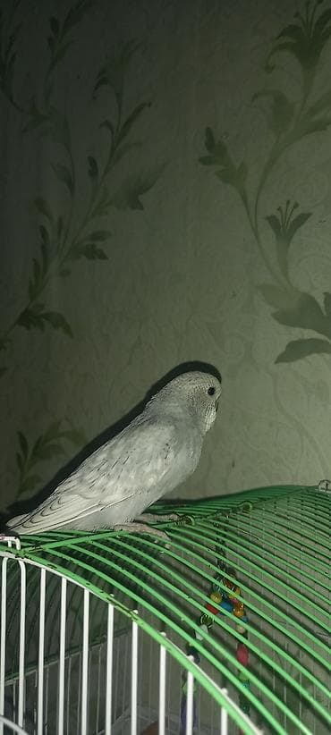 Digər heyvanlar: Məhsul: Dalmatian/xoruzquşu (bozoi və yaşıl tonlarda) dalğıc — 4