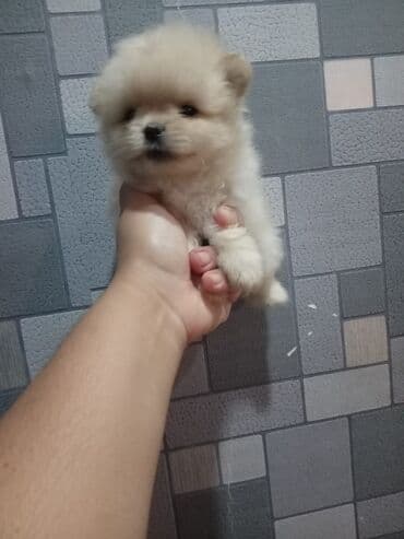 balaca tuklu itler: Şpitz — 5