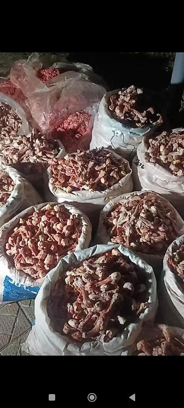 Süd məhsulları və yumurtalar: 0.20 qəpik kilosu itlər və pişiklər ücün yem itlər kücüklər kucuy it — 3