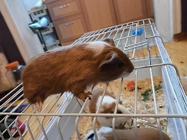 kənd heyvanları: Məhsul: Qvineya donuzu balaları (ev heyvanı) Təsvir: - Rəng çeşidi — 3