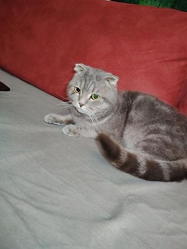 it satisi 2021: Şotland, Erkək, Yaxşı əllərə, Ünvandan götürmə, Ödənişli çatdırılma — 4