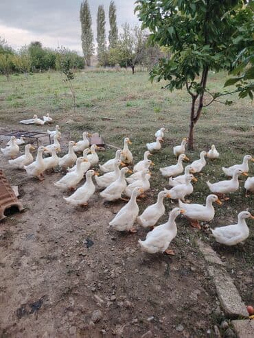 cins ineklerin satisi 2019: Pekin ördəyi di kesilesidi demek olarki — 2