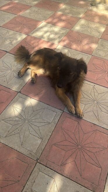 setteri it cinsinin digər adı: Heyvan: it (küçük və orta ölçü arası) Tip: ev/bağ üçün sadiq yoldaş — 2