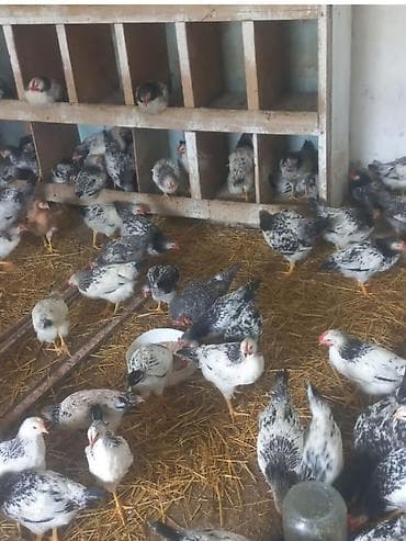 kənd toyuğu: Satılır. Serebrist sortu 2 ayı keçib. 96 ədəddir. Qiymət sonu 5 azn — 1