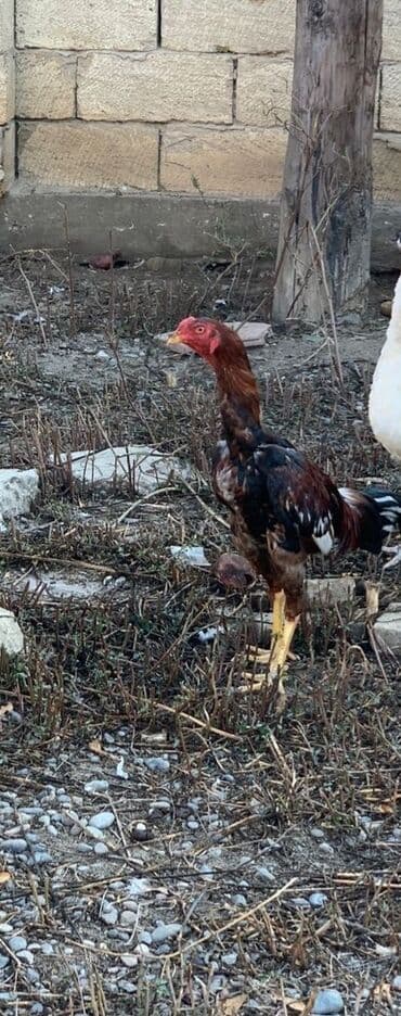 Gəmiricilər: 7 ci ayina 23 cu girib yaxwi qandi qiymet sondu qiymete gore — 2