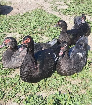 bala dovşanlar: Erkək, Ətlik, Pulsuz çatdırılma — 3