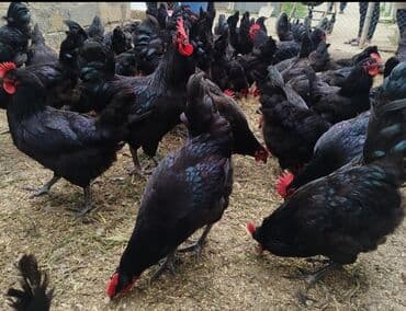 sort toyuq: Toyuq, Australorp, Yumurtalıq, Ünvandan götürmə — 4