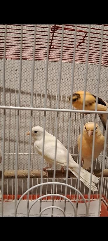 Akvarium aksessuar və ləvazimatları: Cavan Quşlar satılır hər qiymətə var — 4