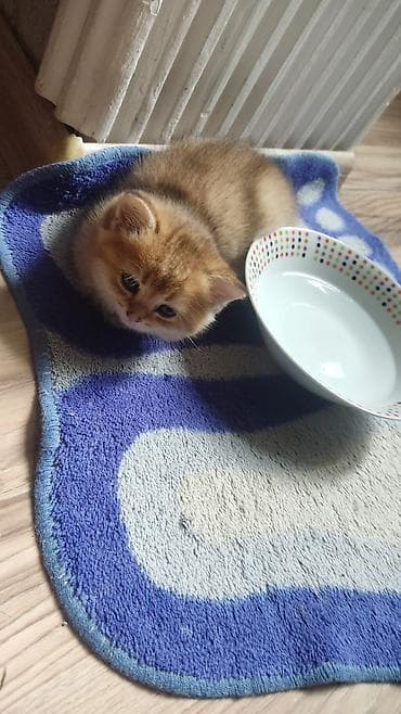 sarı pişik: Britan — 3