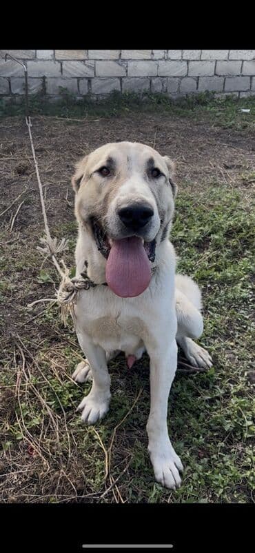 алабай в добрые руки: Alabay, 1 il, Erkek — 7