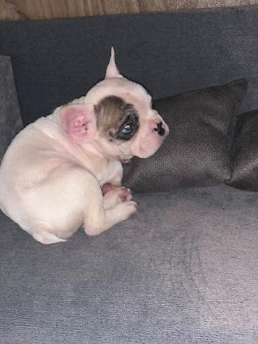 fransiz buldog: Fransiz buldoq 2 ayligdi — 2