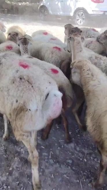 ev heyvanlarının satışı: Dişi, il: 1, Damazlıq, Pulsuz çatdırılma — 8