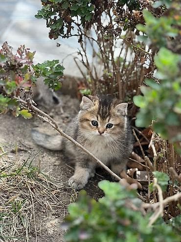 Britan, Yaxşı əllərə — 9