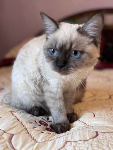 Siam, Erkək, Yaxşı əllərə