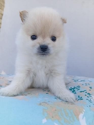 itlə: Şpitz, 2 ay, Dişi — 1