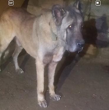 Balıqlar: Kanqal — 3