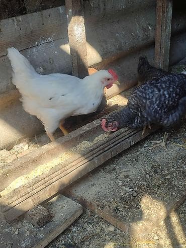 ev sicani: Toyuq cücələri, Damazlıq — 4