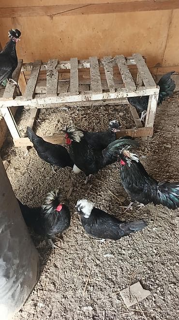 Бараны, овцы: Курица, Для разведения, Доставка в районы — 6