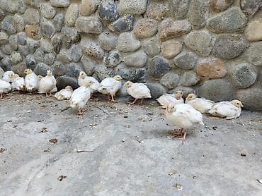 kənd cücəsi: Bildirçin balaları

- Cins: Texas — 2