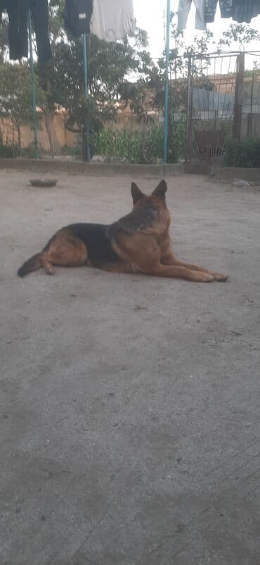 it darağı: Alman çoban iti, 11 ay, Dişi — 1