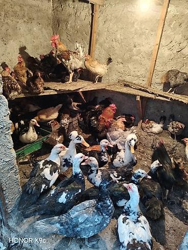 col ordək: Toyuqlar yumurtalayan 15 azn 100 den coxdur — 2