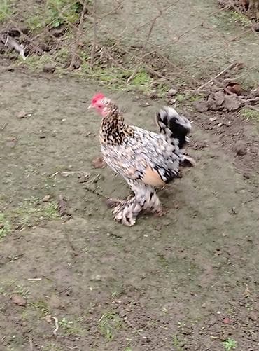 Qoyunlar, qoçlar: Toyuq, Damazlıq — 8