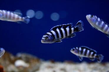 akvarium qrunt: Akvarium-şkaf, Balıqlarla birlikdə, 600 l, Ünvandan götürmə — 1