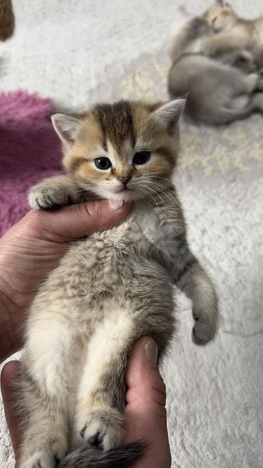 şotland pisiy: Britan, Dişi, Cütləşmə üçün, Pulsuz çatdırılma — 8