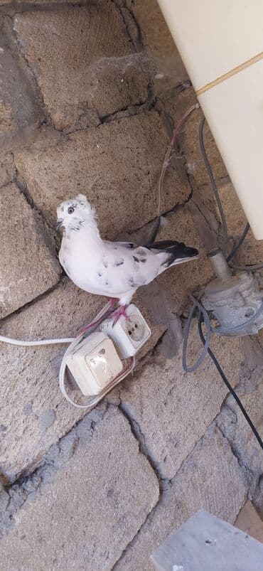 cins ineklerin satisi: Erkekdir — 2