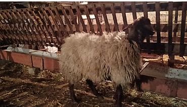 Pişiklər: Salam birinci qarına şisəy satılır bala ələ deyir maksimum 1 aya doğar — 1