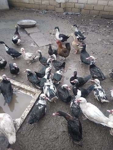 cuce yem qabi: Dişi, | Lal ördək, Damazlıq, Ödənişli çatdırılma — 1