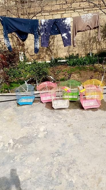 С/х животные и товары: Biri 20-25 en yekesi 50 azn Müxtəlif ölçü və formalarda quş qəfəsləri — 4