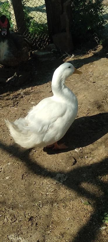 Сельхоз птицы: Pekin ağ erkək ördək. Təsvir: - Cins tipajı: Pekin tipli ağ ördək - — 1