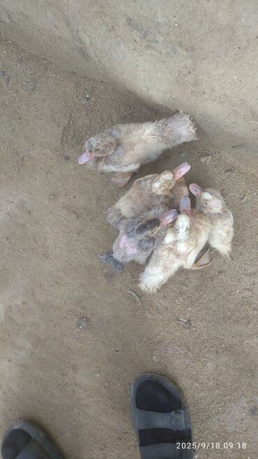 ördək balası satışı: Məhsul: Ördək balaları (6 ədəd) Təsvir: - Şəkillərdə müxtəlif rəng — 1