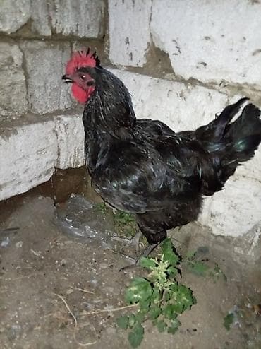 Toyuq, Damazlıq — 1