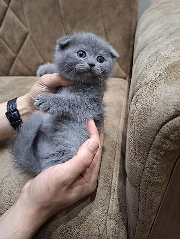 Şotland yastı qulaq