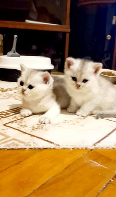 Akvariumlar: Şotland, Erkək, Dişi, Ünvandan götürmə — 1