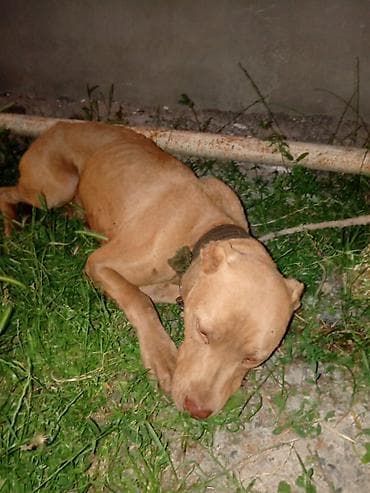 coban iti balasi satilir: Pitbul, 1 il, Dişi, Peyvəndli, Ünvandan götürmə — 3