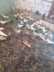 quş yuvasi: 4 manat Təsvir: - Növlər: müxtəlif rəng və naxışlarda ev/oyun — 5