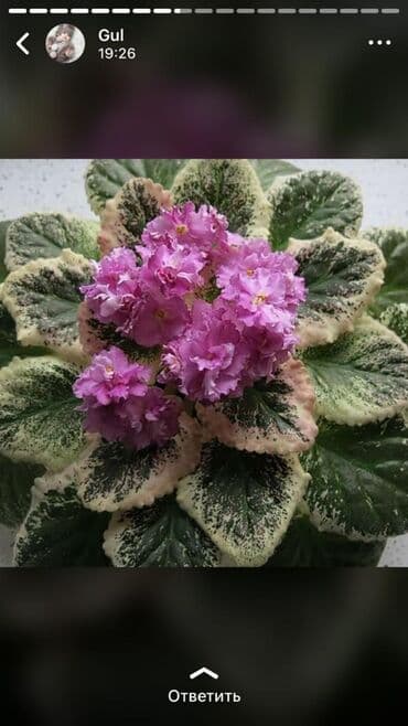 alp bənövşəsi: Fialka startiorlari 4 azn — 9