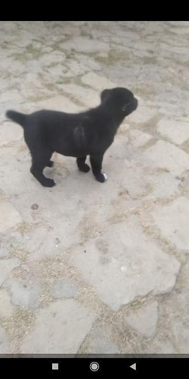 İtlər: Alabay, 1 ay, Erkek — 2