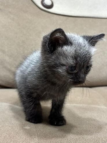 pişik üçün tualet: Britan — 10