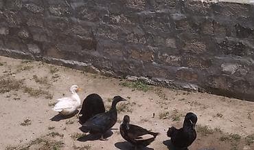 unvan az qoyun satilir: Satılır: Səsli ördəklər Təsvir: - Qrup şəklində ev quşları – 16 — 1