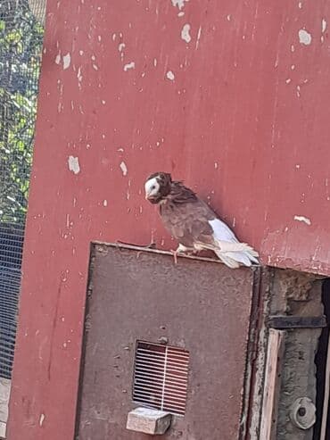 göyercin yuvası: Göyərçinlər Təsvir: - Fotolarda müxtəlif rəng kombinasiyalı bəzəkli — 2