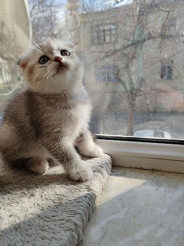 hamster satış: Şinşilla, Dişi, Yaxşı əllərə, Ünvandan götürmə — 10